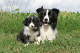 BORDER COLLIE 607